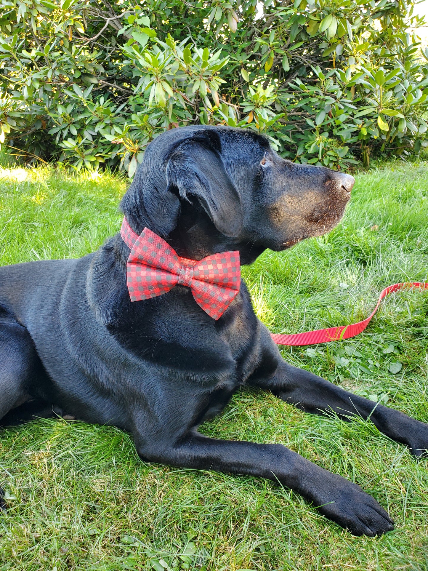 Red & Black Buffalo Plaid bowtie