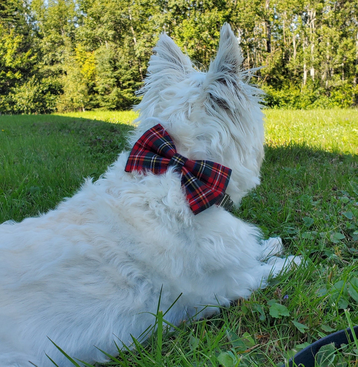 Tartan bowties