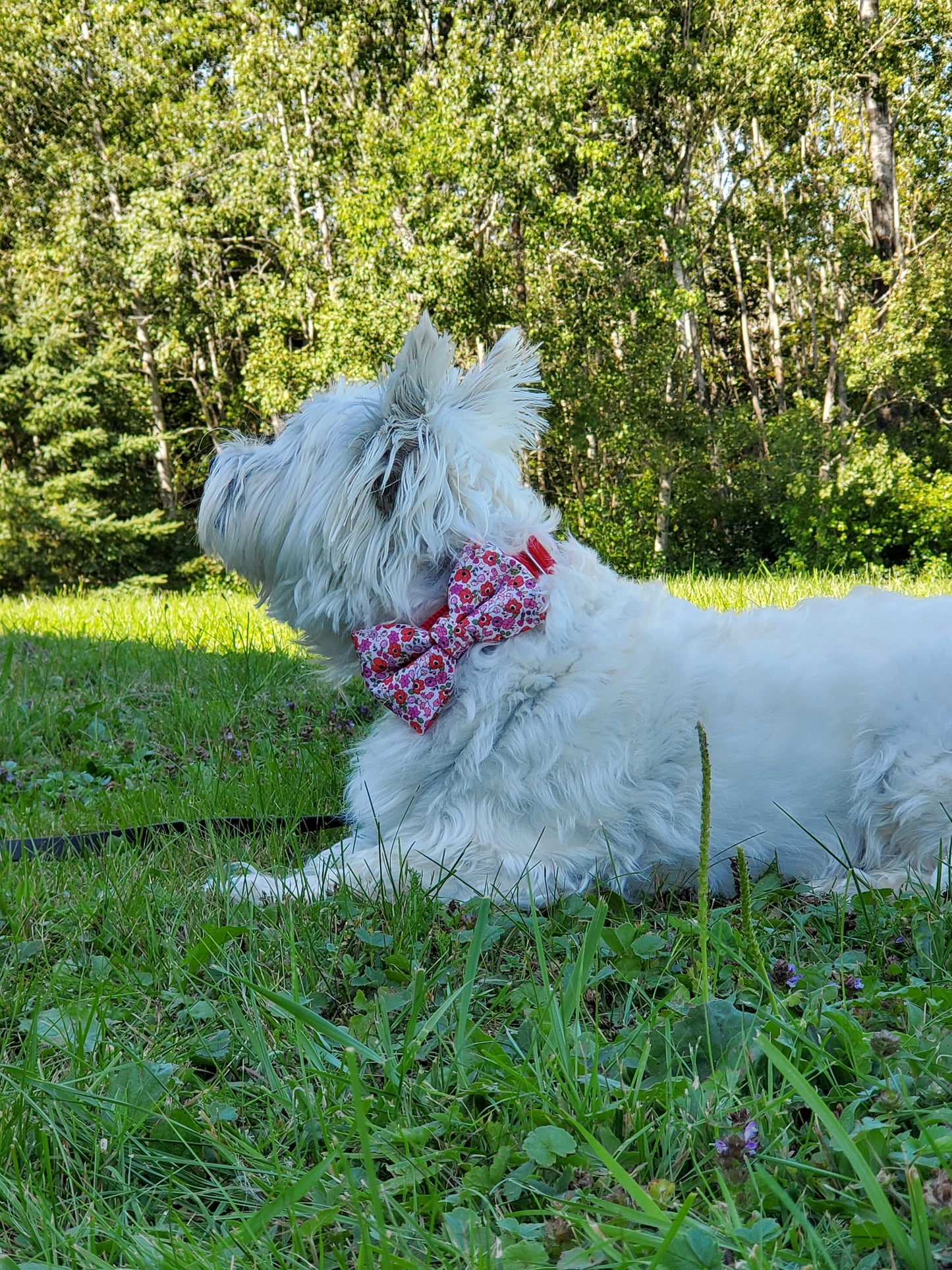 Poppies bowtie