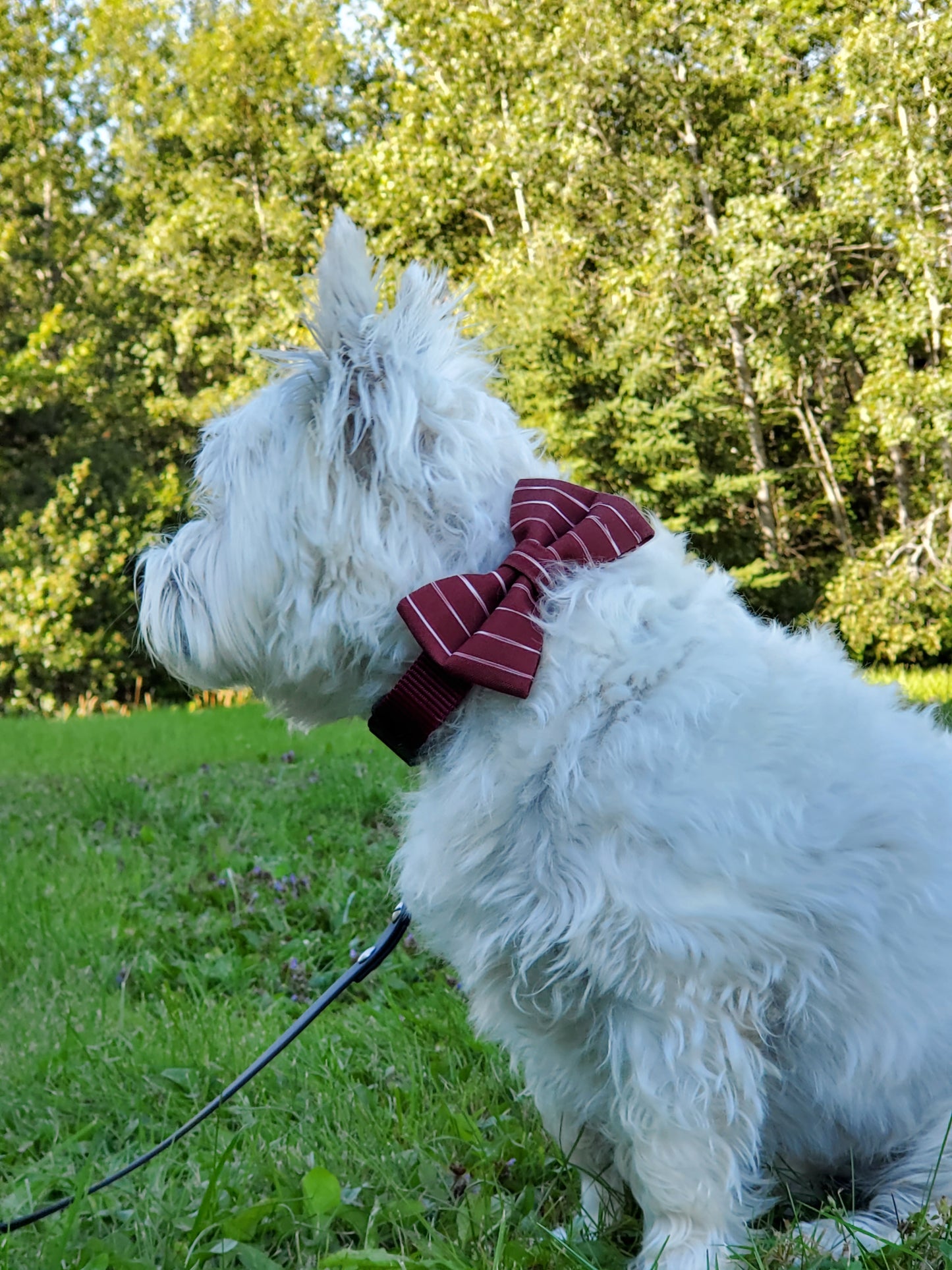 Wine Stripes bowtie