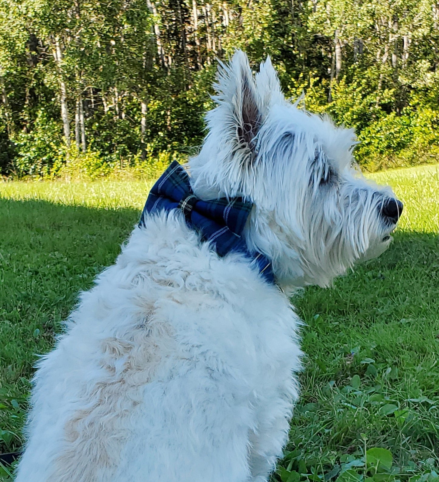 Tartan bowties