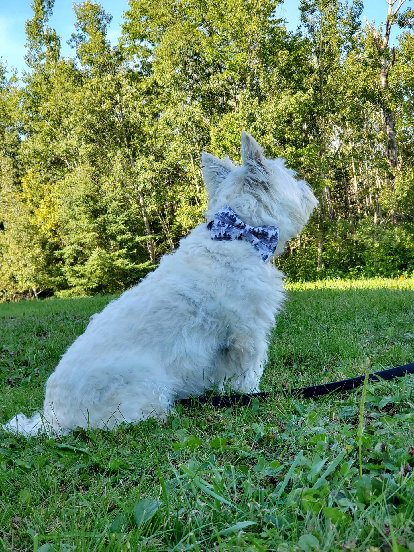 Forest Mist bowtie