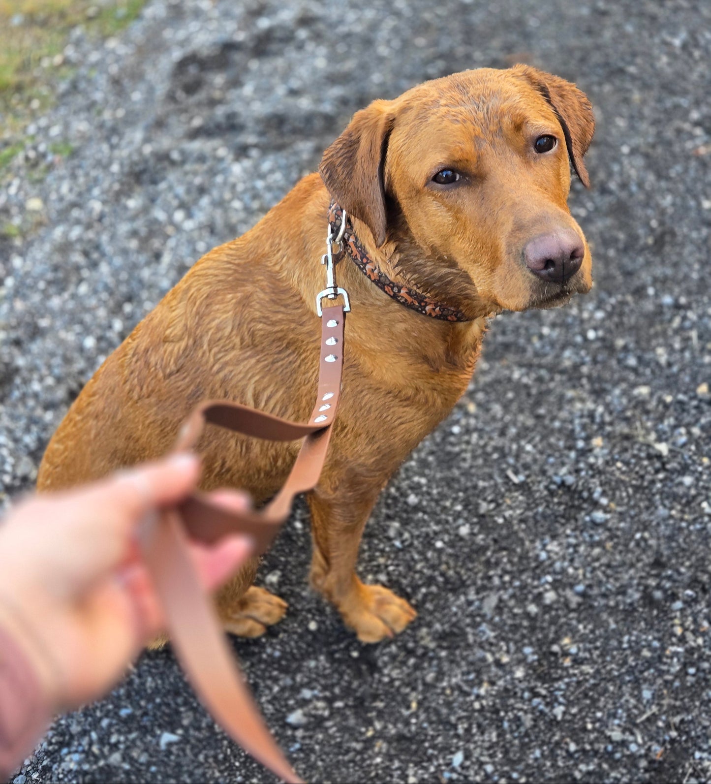 Multiuse Handsfree BioThane® Leash
