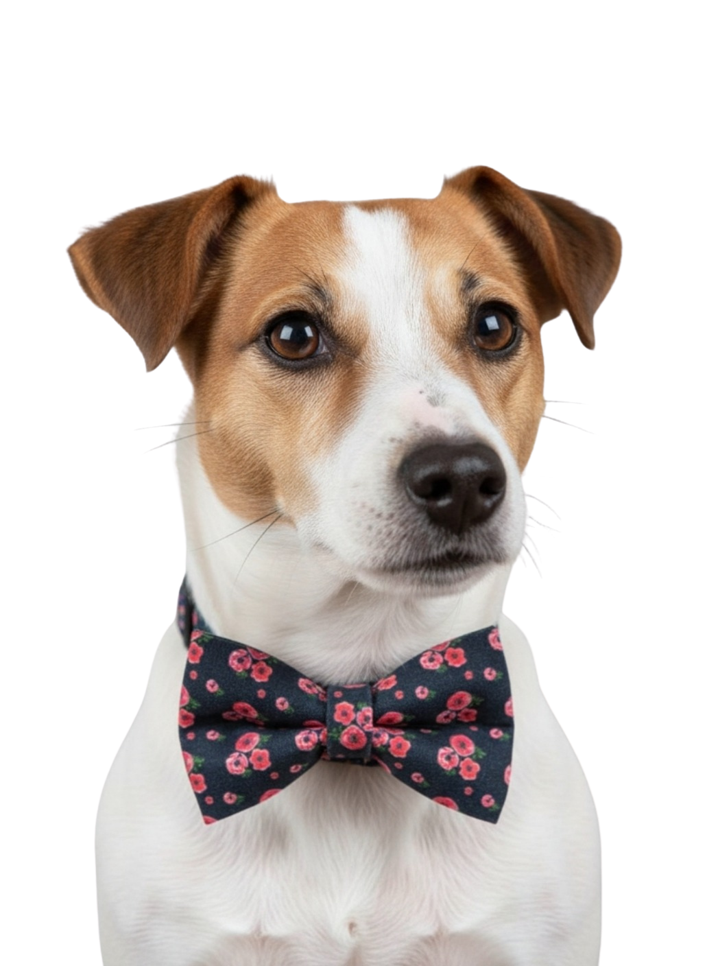 Poppies on Black Over-the-collar Dog Bow