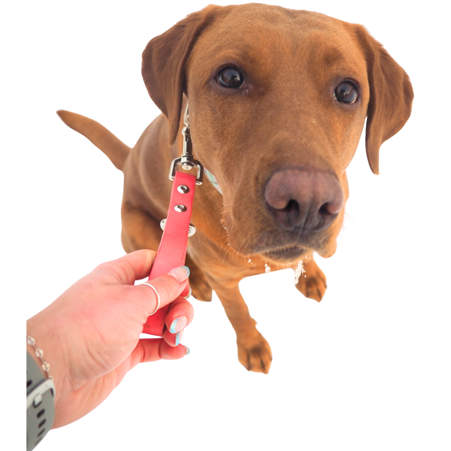 BioThane® Leash Tab