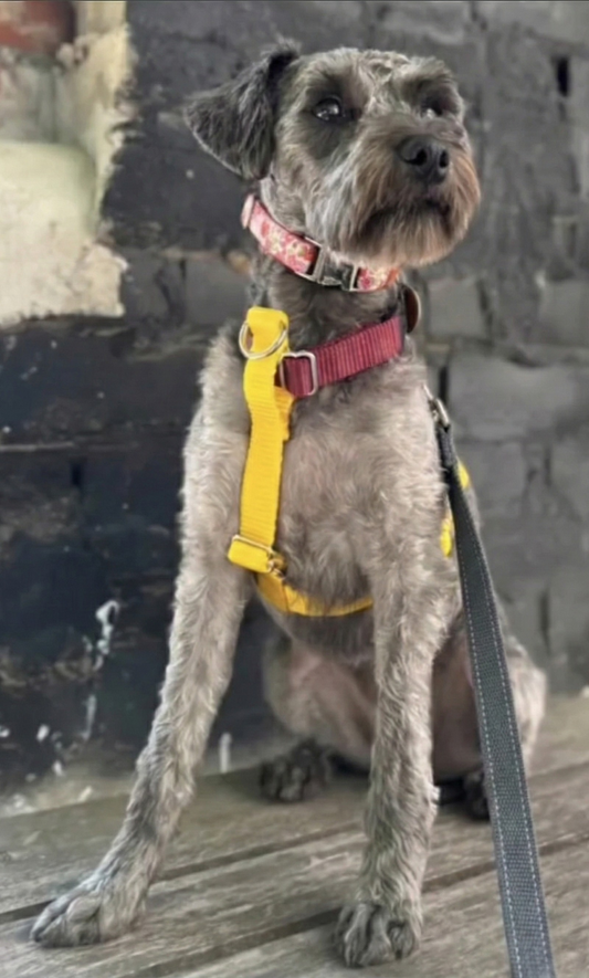 Extra Top Piece or Bottom Piece for Harnesses - *swap out your colors