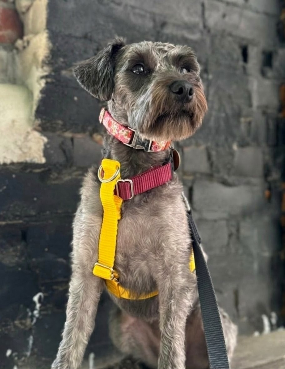 Everyday Walking Harness