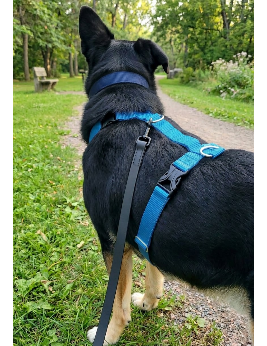 Everyday Walking Harness