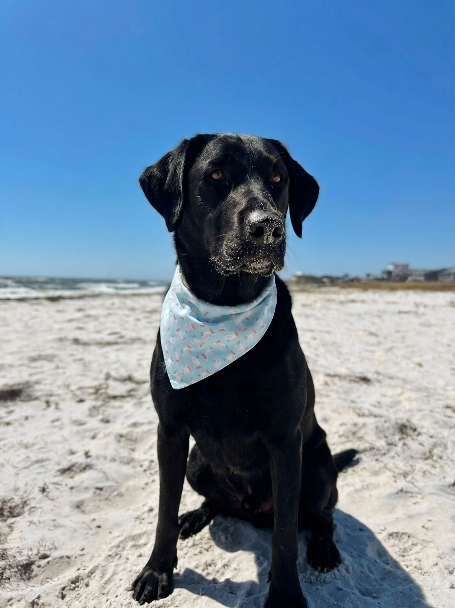 Pelicans Slip-On Bandana