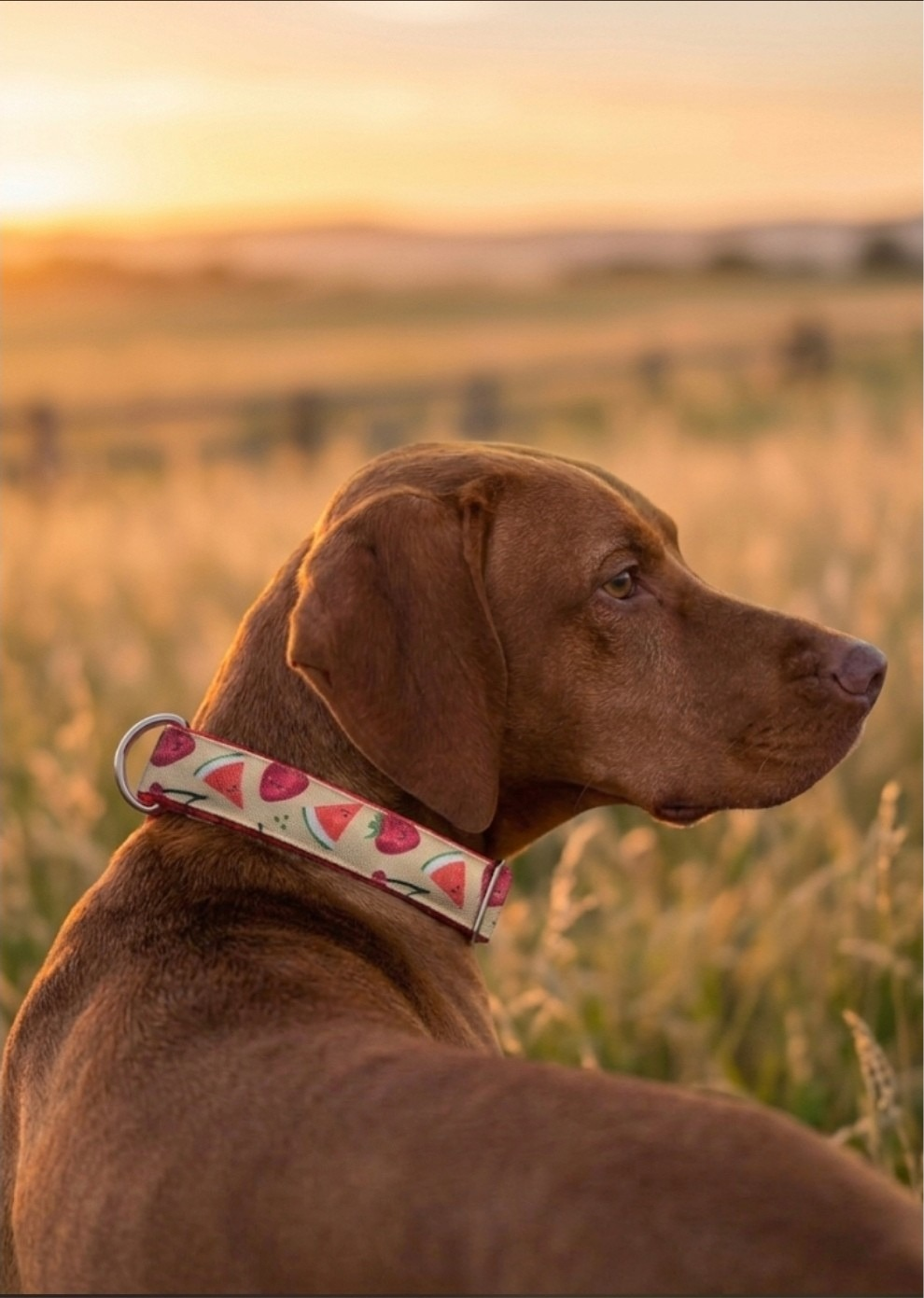 Summer Fruit Dog Collar