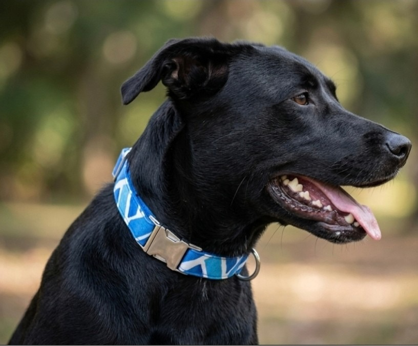 Blue Water Dog Collar