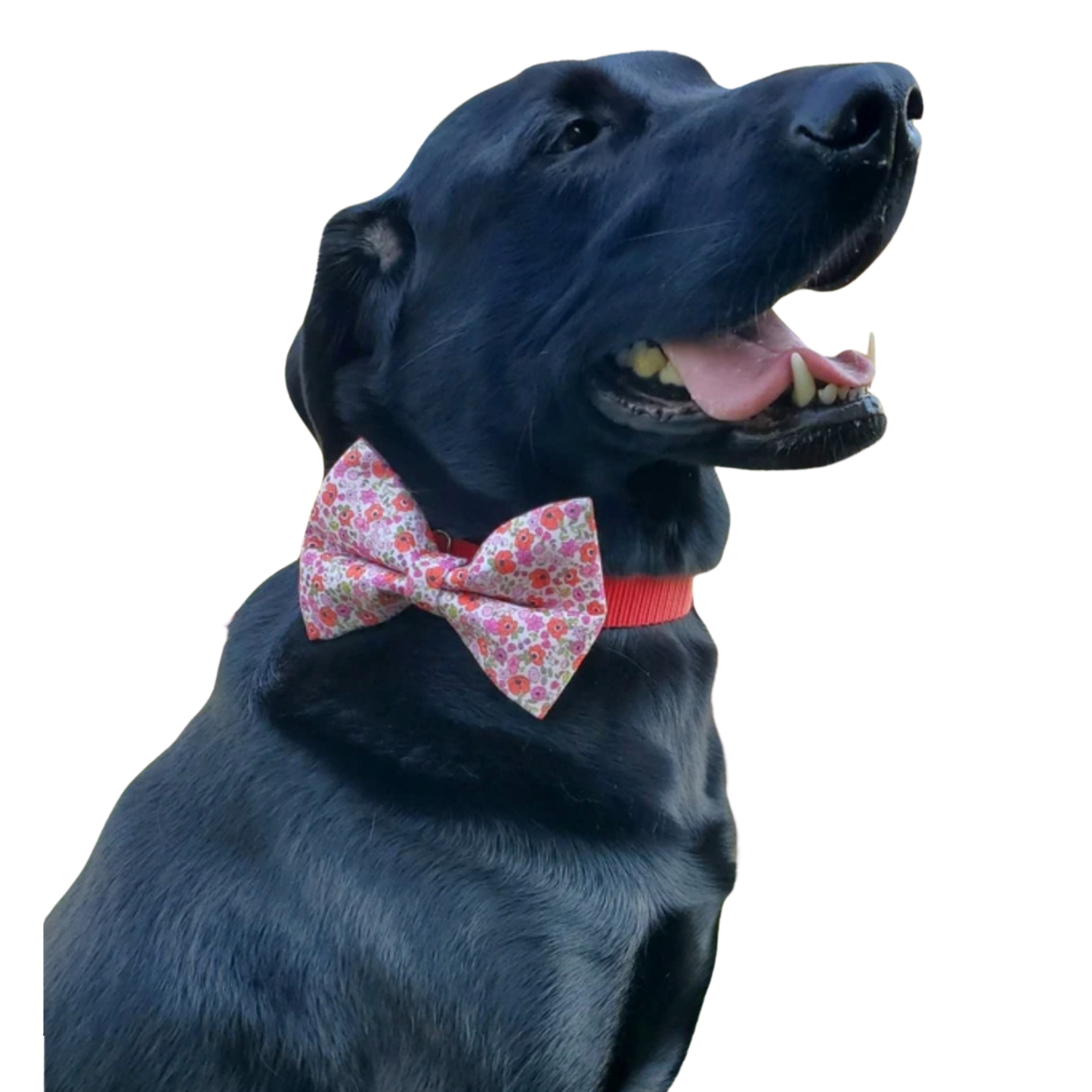 Poppies Over-the-collar Bowtie