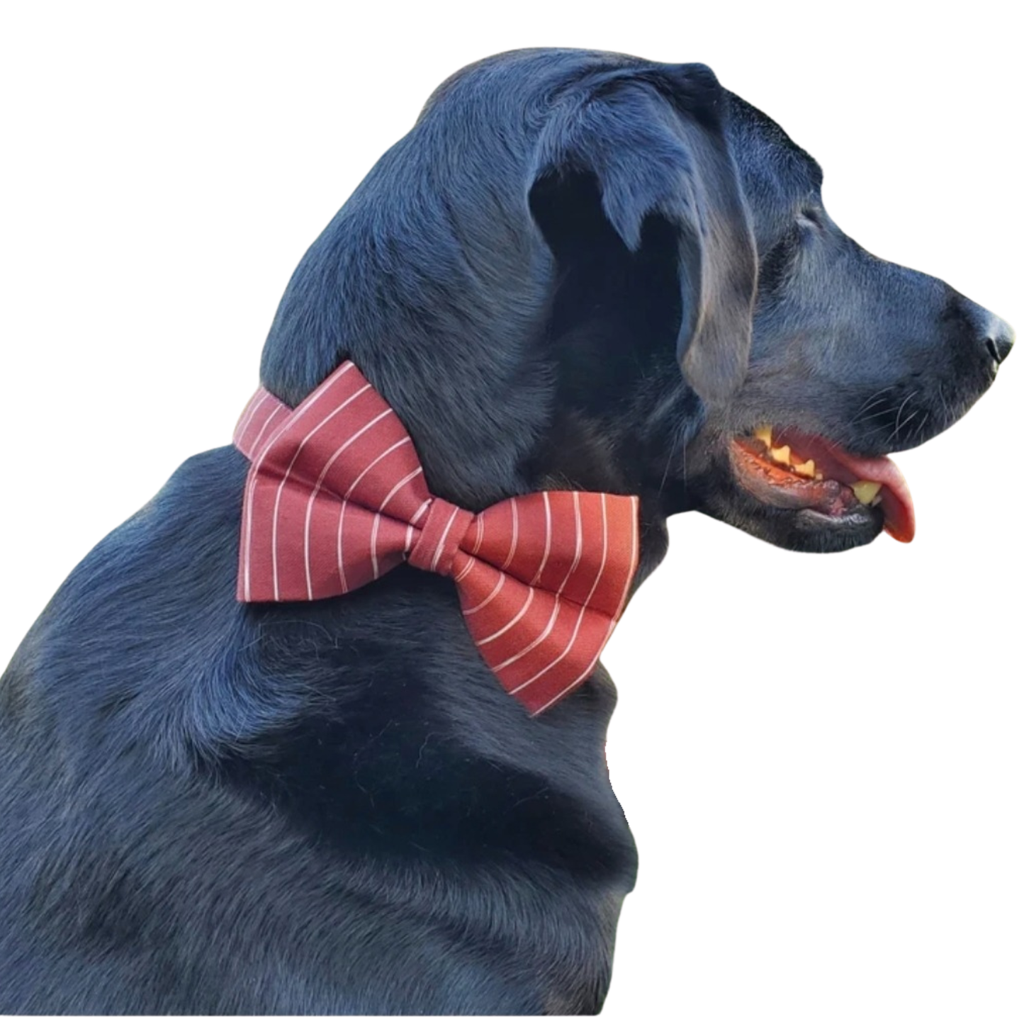 Wine Stripes Over-the-collar Bowtie