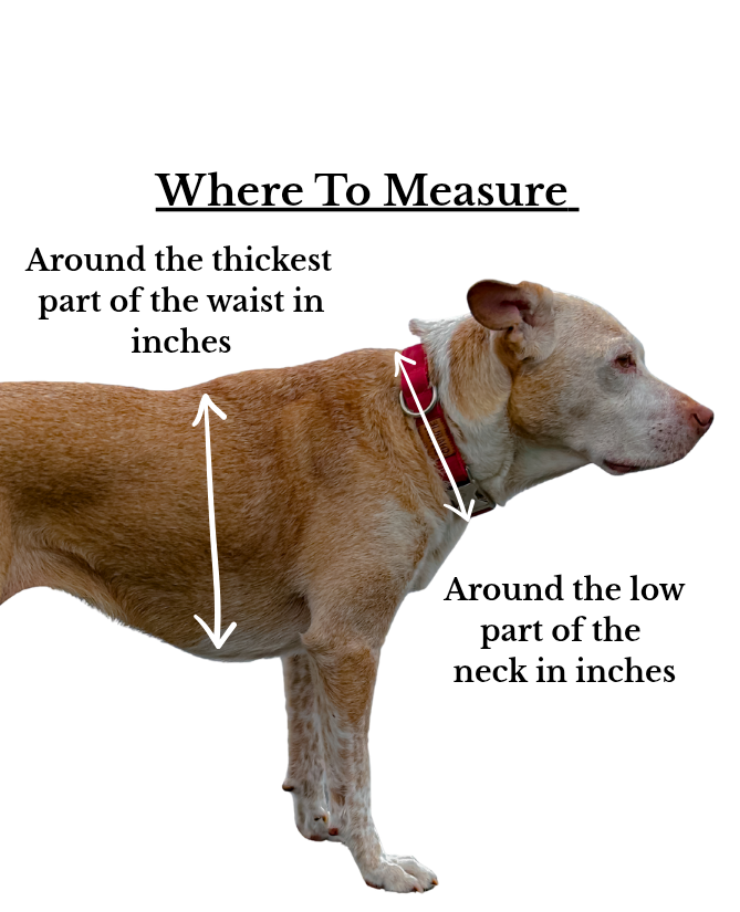 Everyday Walking Harness