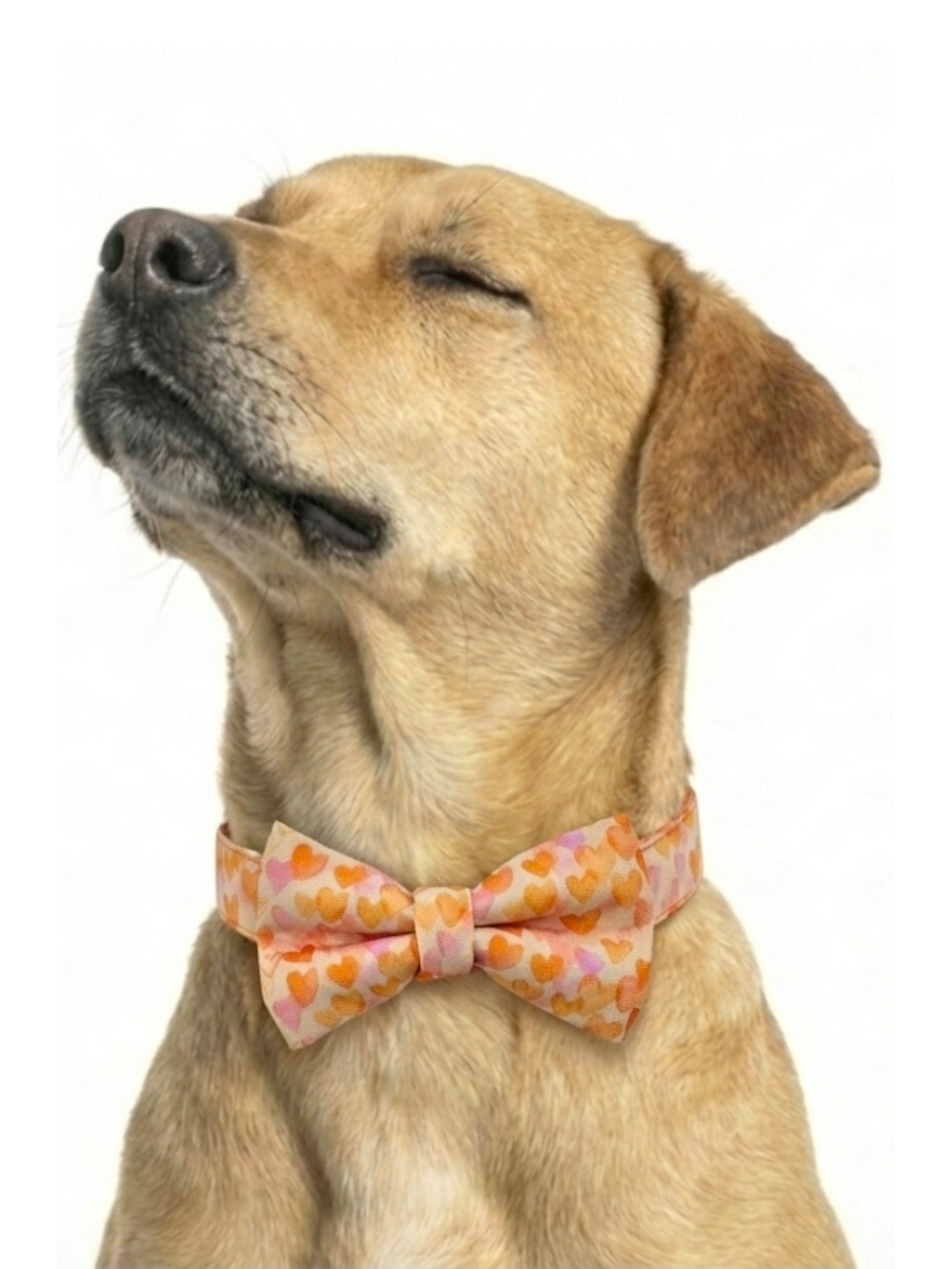 Orange Hearts Over-the-collar Dog Bow
