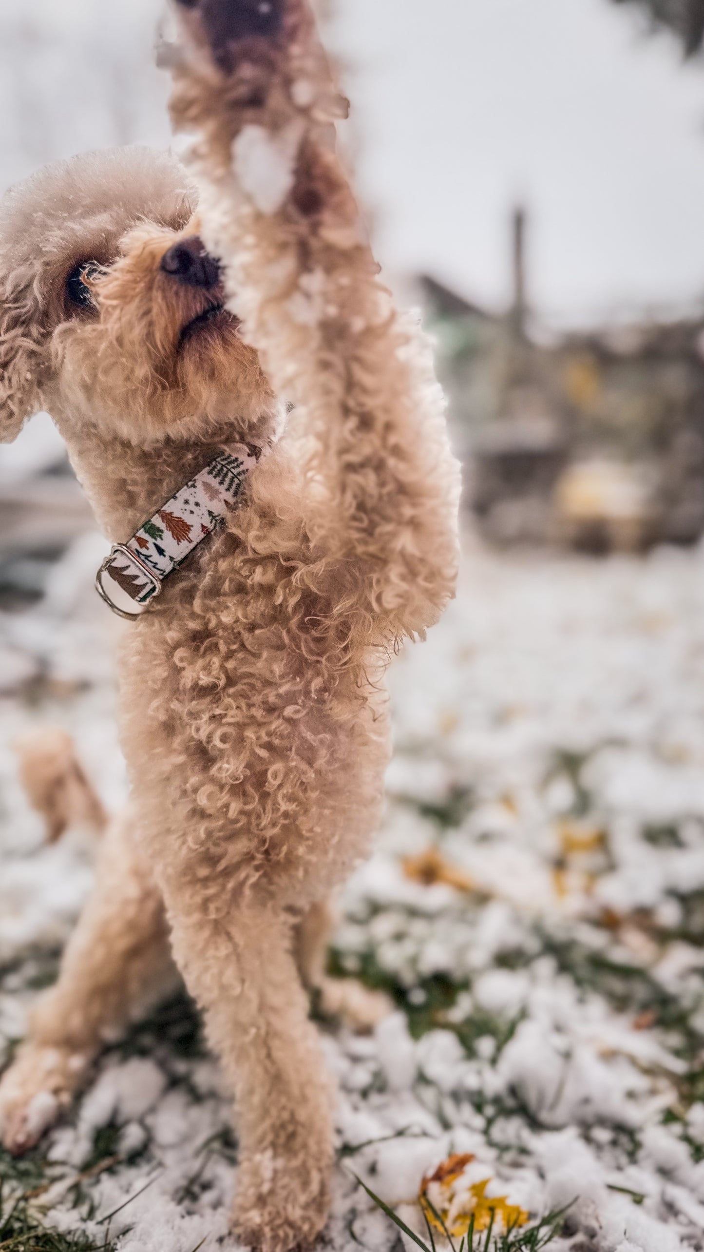 Neutral Winter Forest Dog Collar