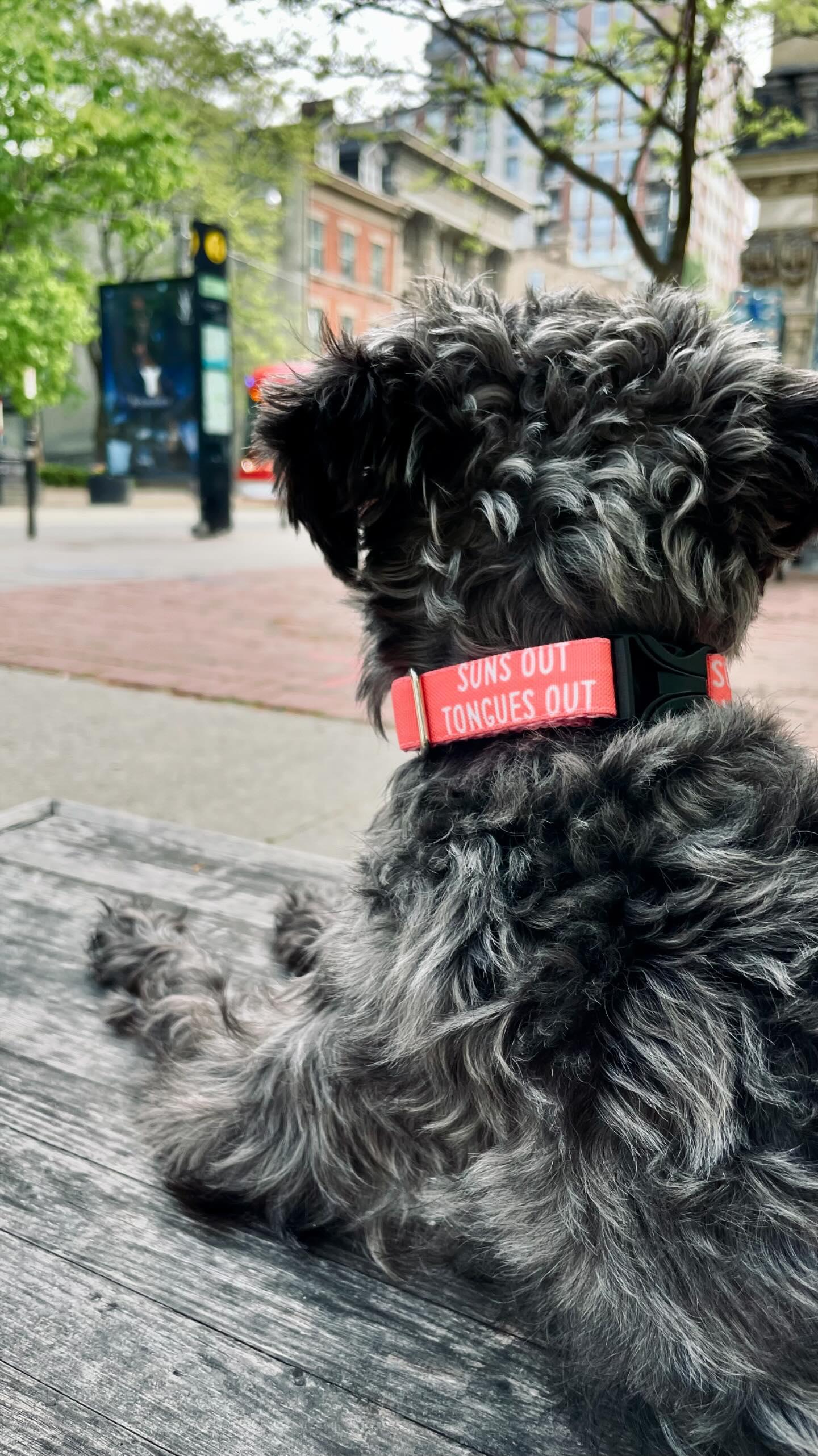 Suns Out Tongues Out dog collar