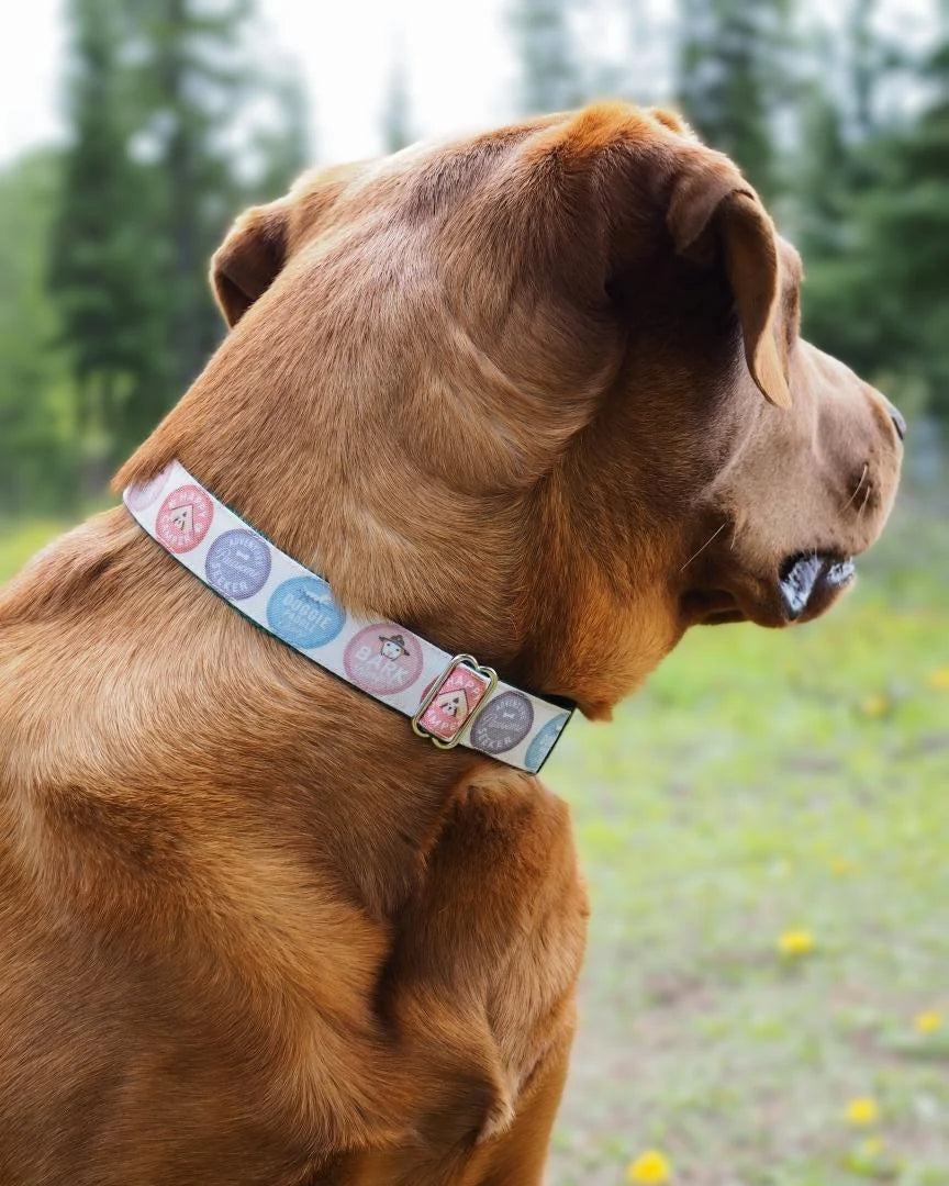 Dog Scout dog collar