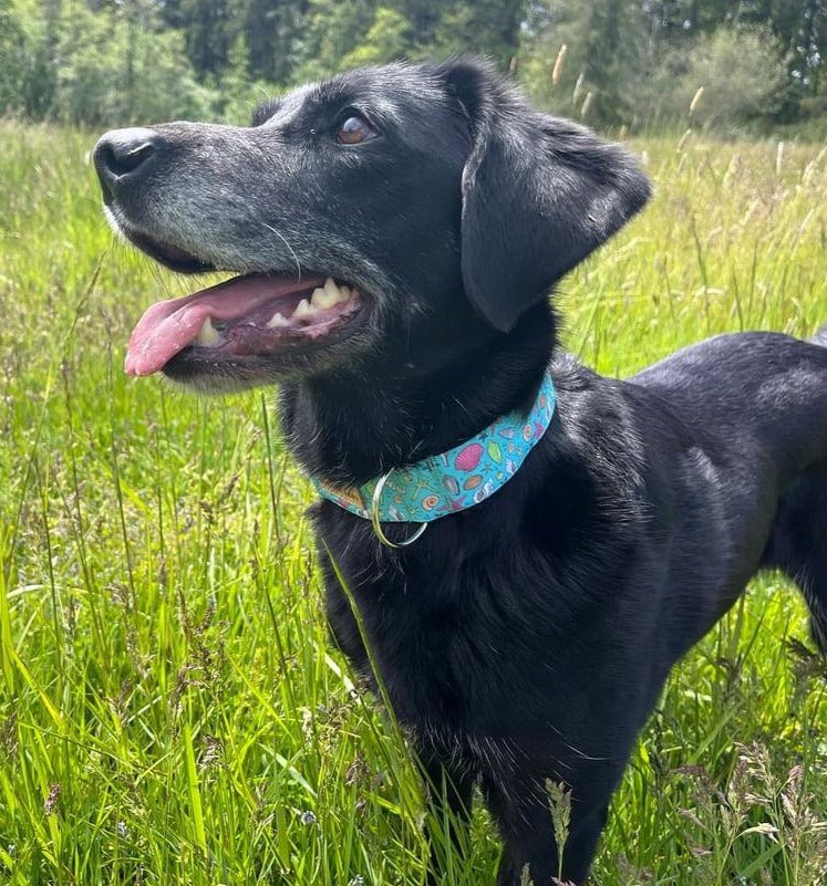 Teal Seashells dog collar