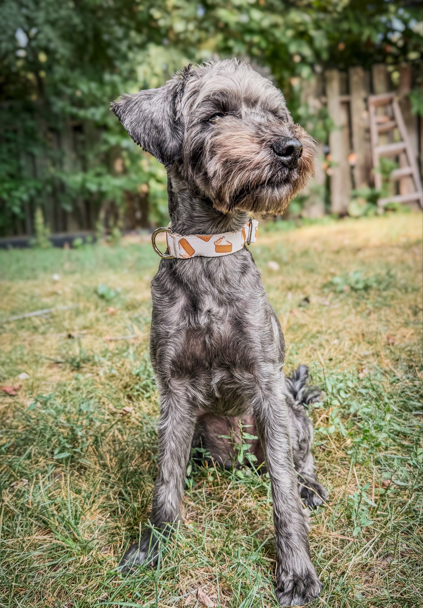 Pumpkin Pies Dog Collar
