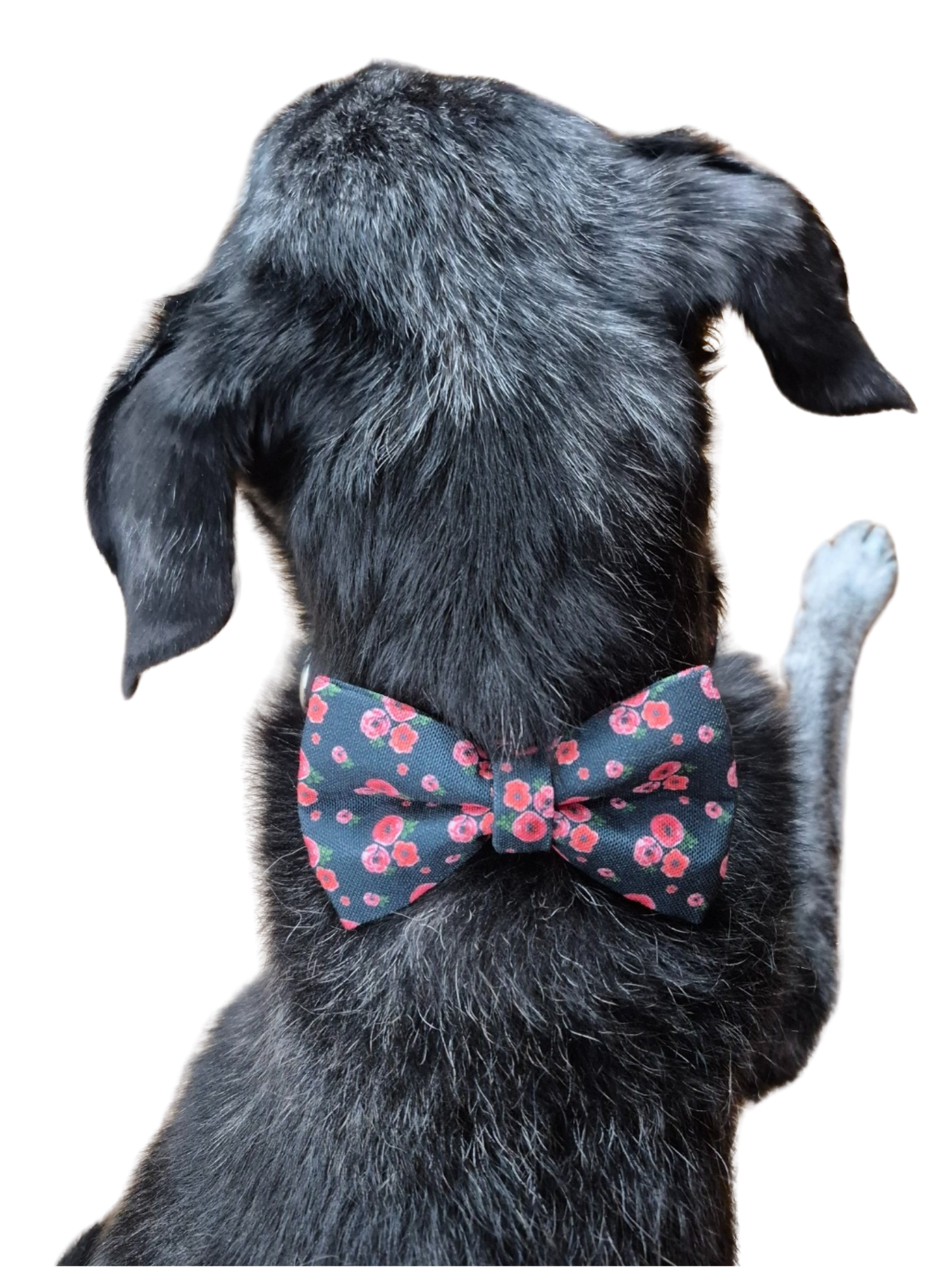 Poppies on Black Over-the-collar Dog Bow