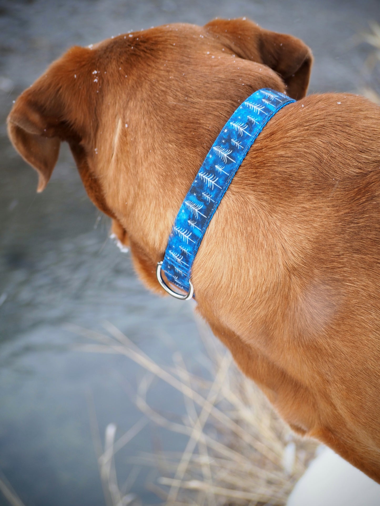 Blue Winter Trees Dog Collar