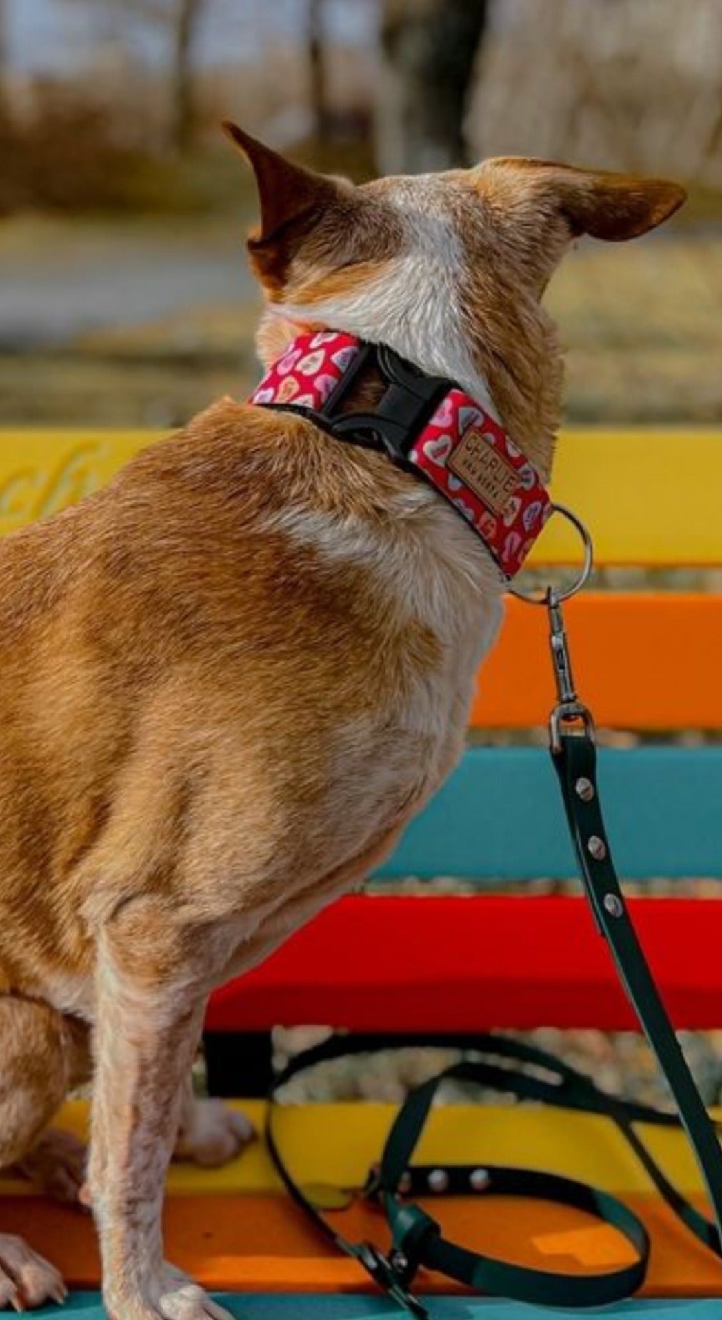 Candy Hearts Dog Collar