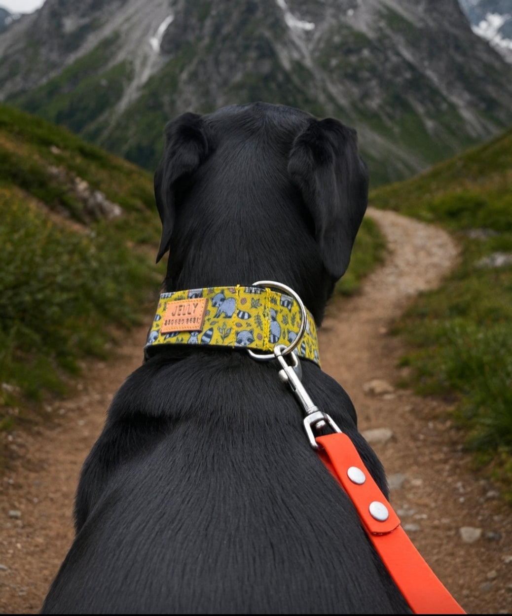 Little Racoons Dog Collar