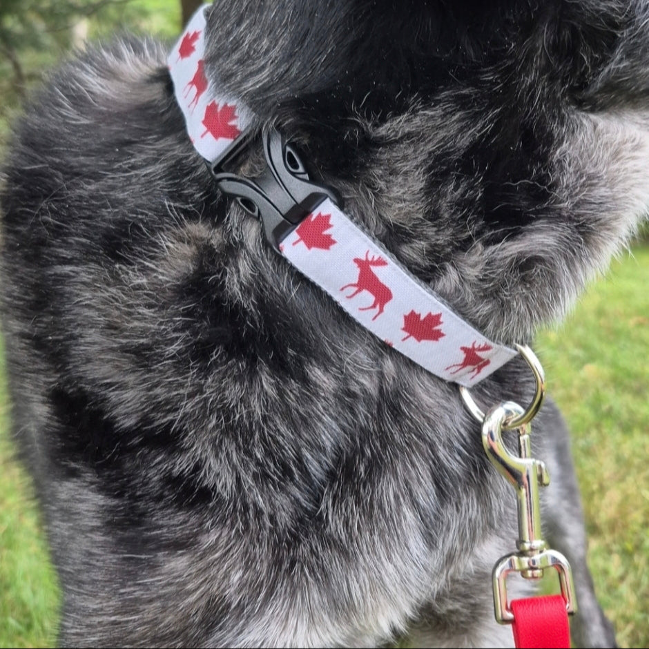Maple Leaves & Moose Dog Collar