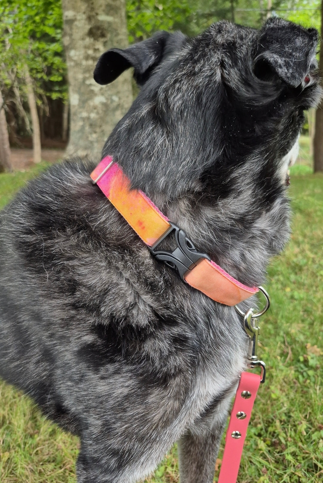 Orange Watercolor Dog Collar