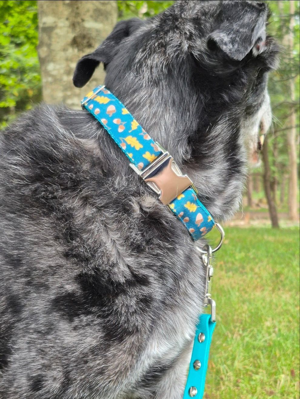 Golden Leaves & Acorns Dog Collar