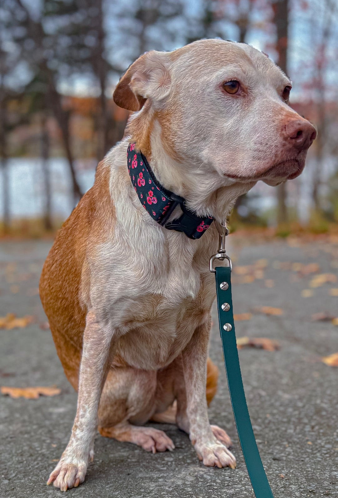 Poppies on Black Dog Collar