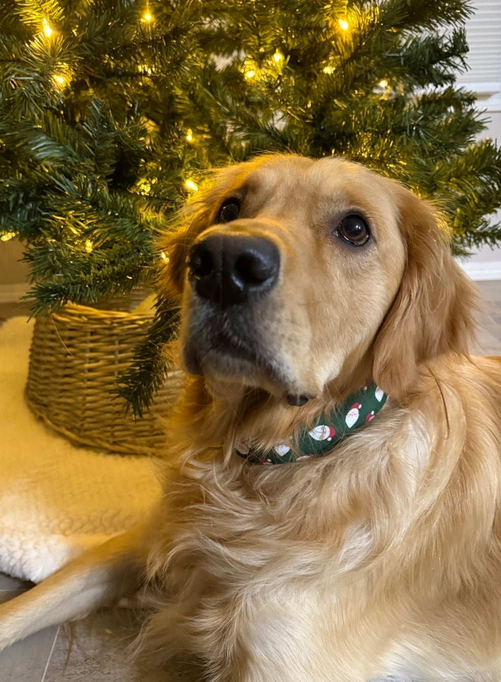 Tossed Santa's Dog Collar