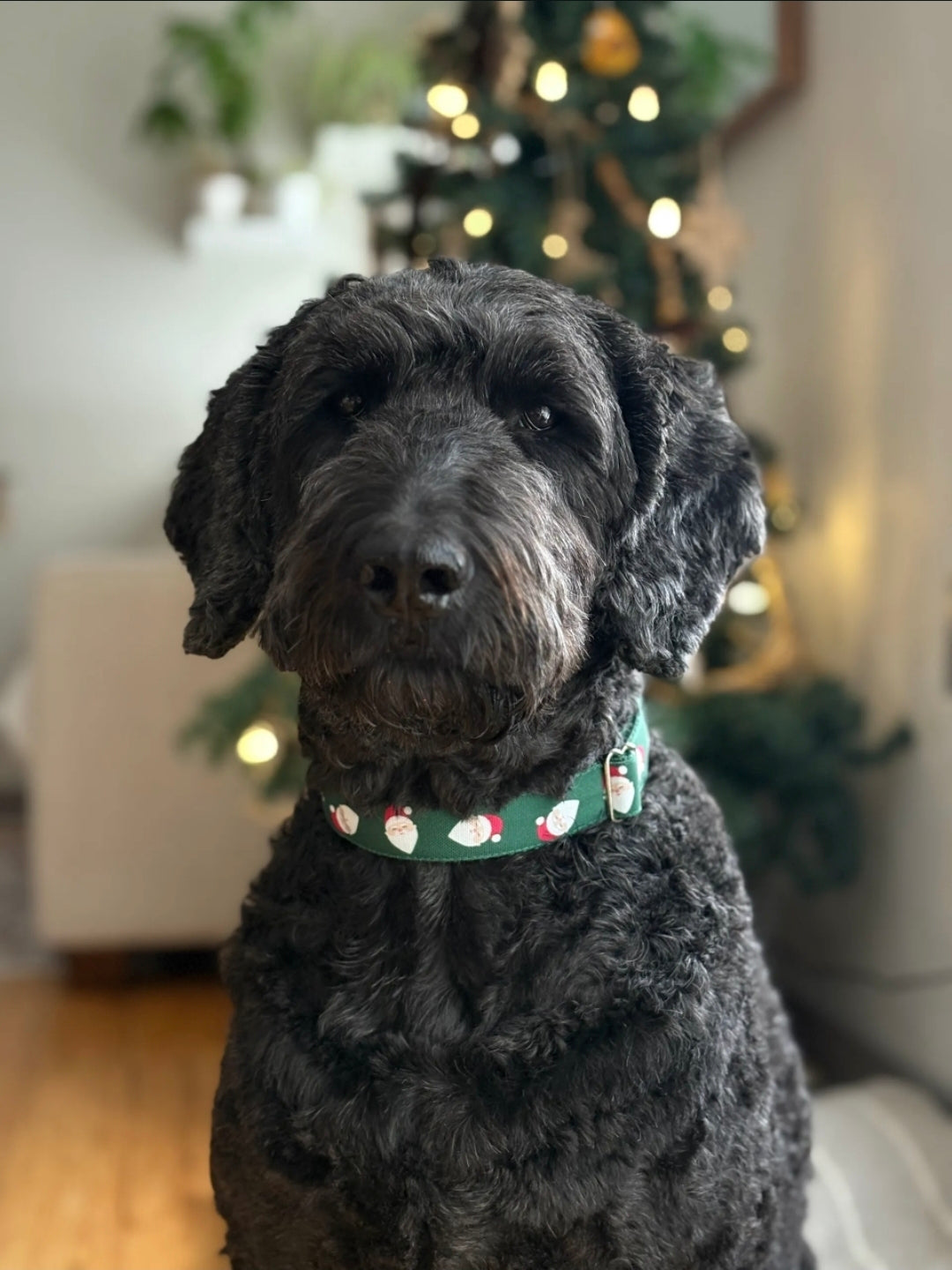 Tossed Santa's Dog Collar