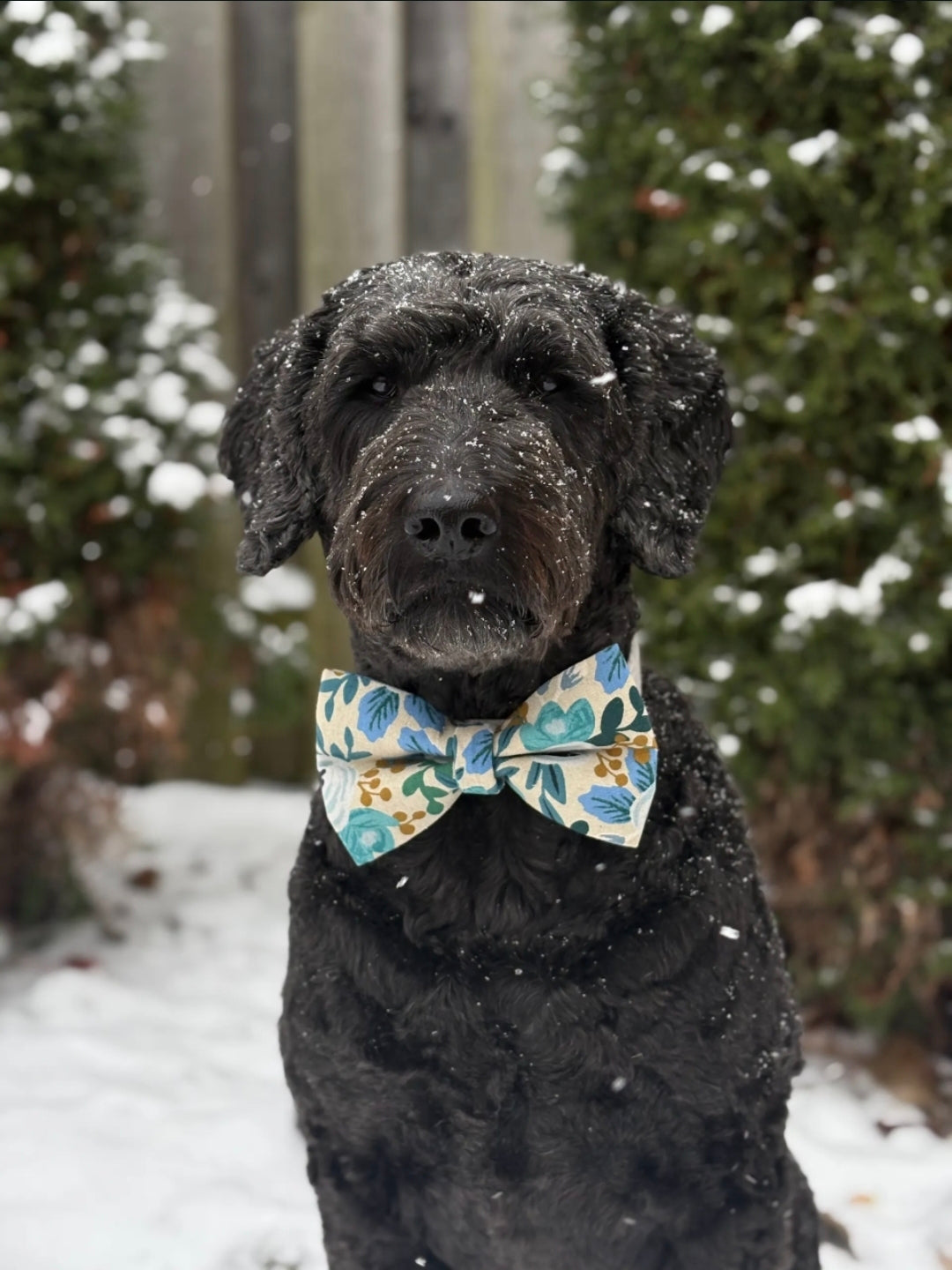 Rifle Paper Co. Blue Floral Over-the-collar Dog Bow