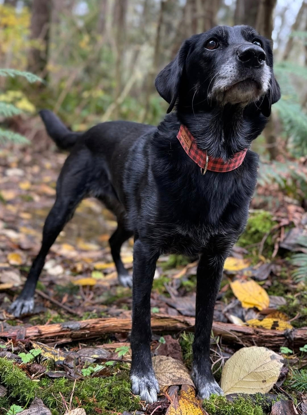 Orange Buffalo Plaid Dog Collar