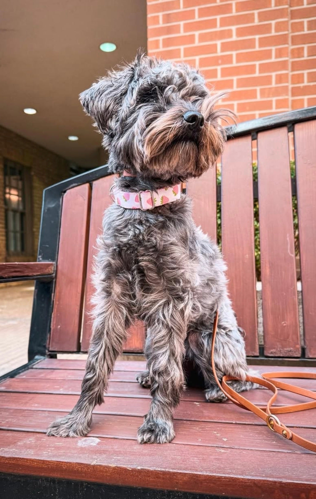 Strawberries Dog Collar