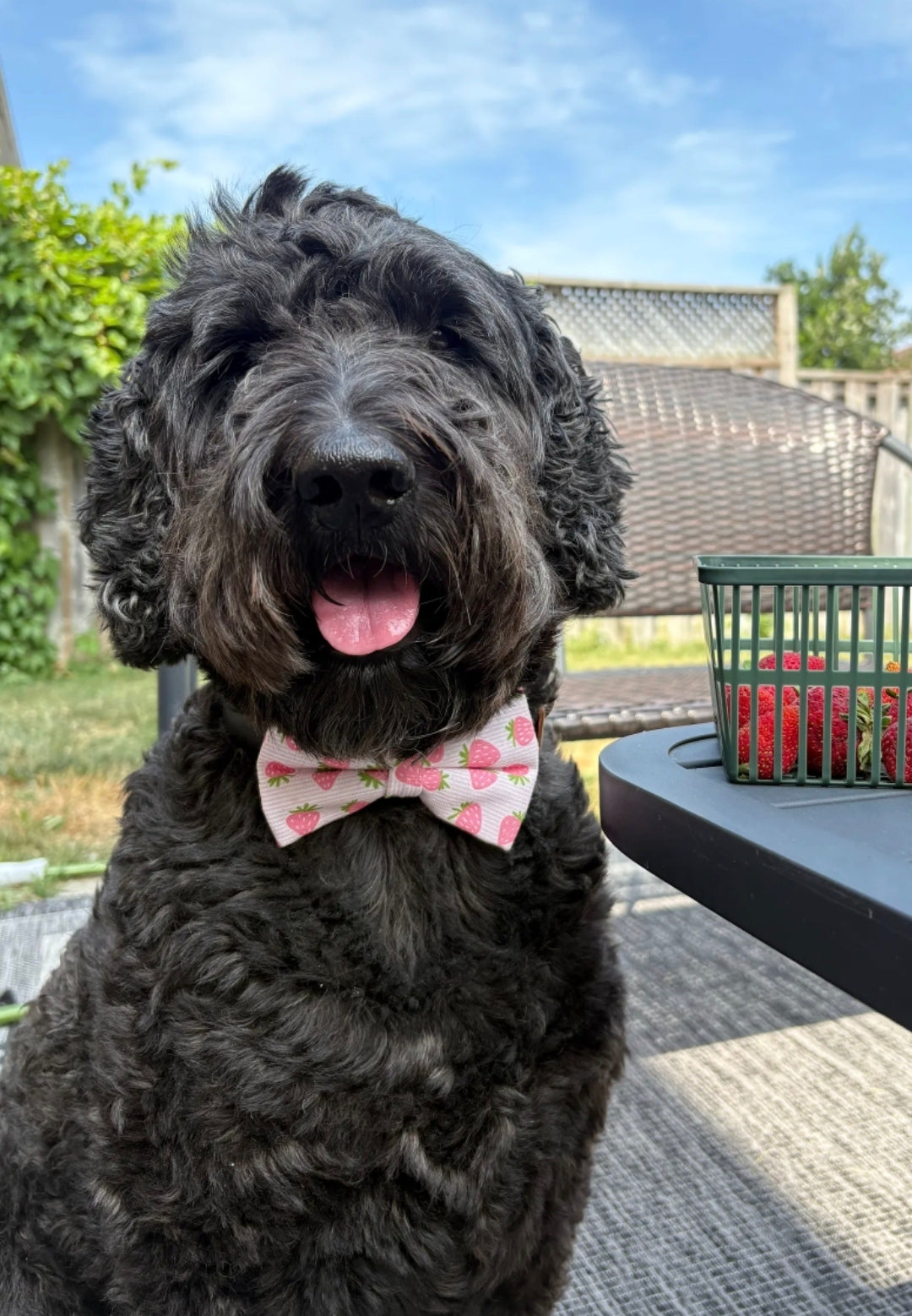 Strawberries Over-the-collar Bowtie