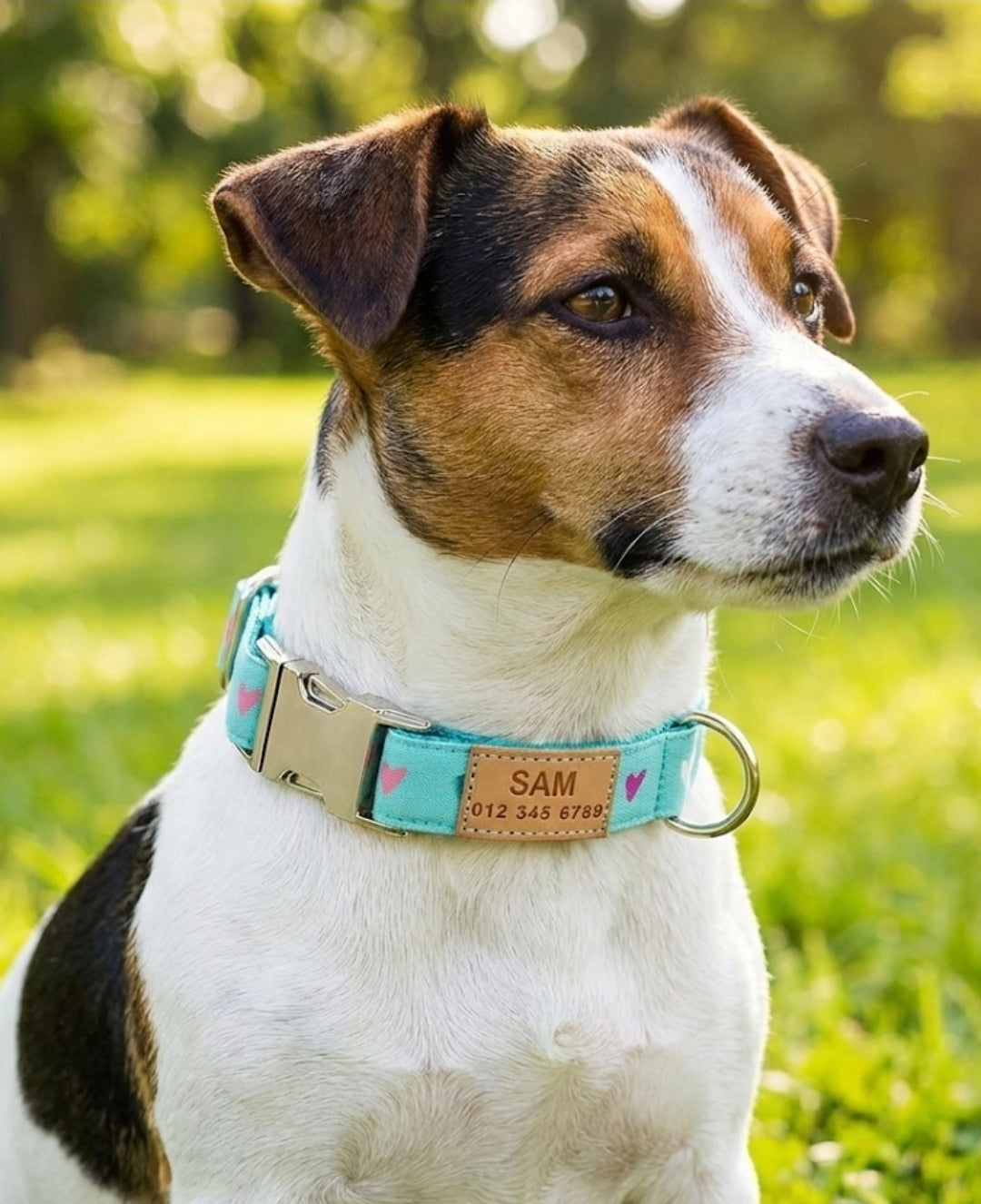 Teal Hearts Dog Collar