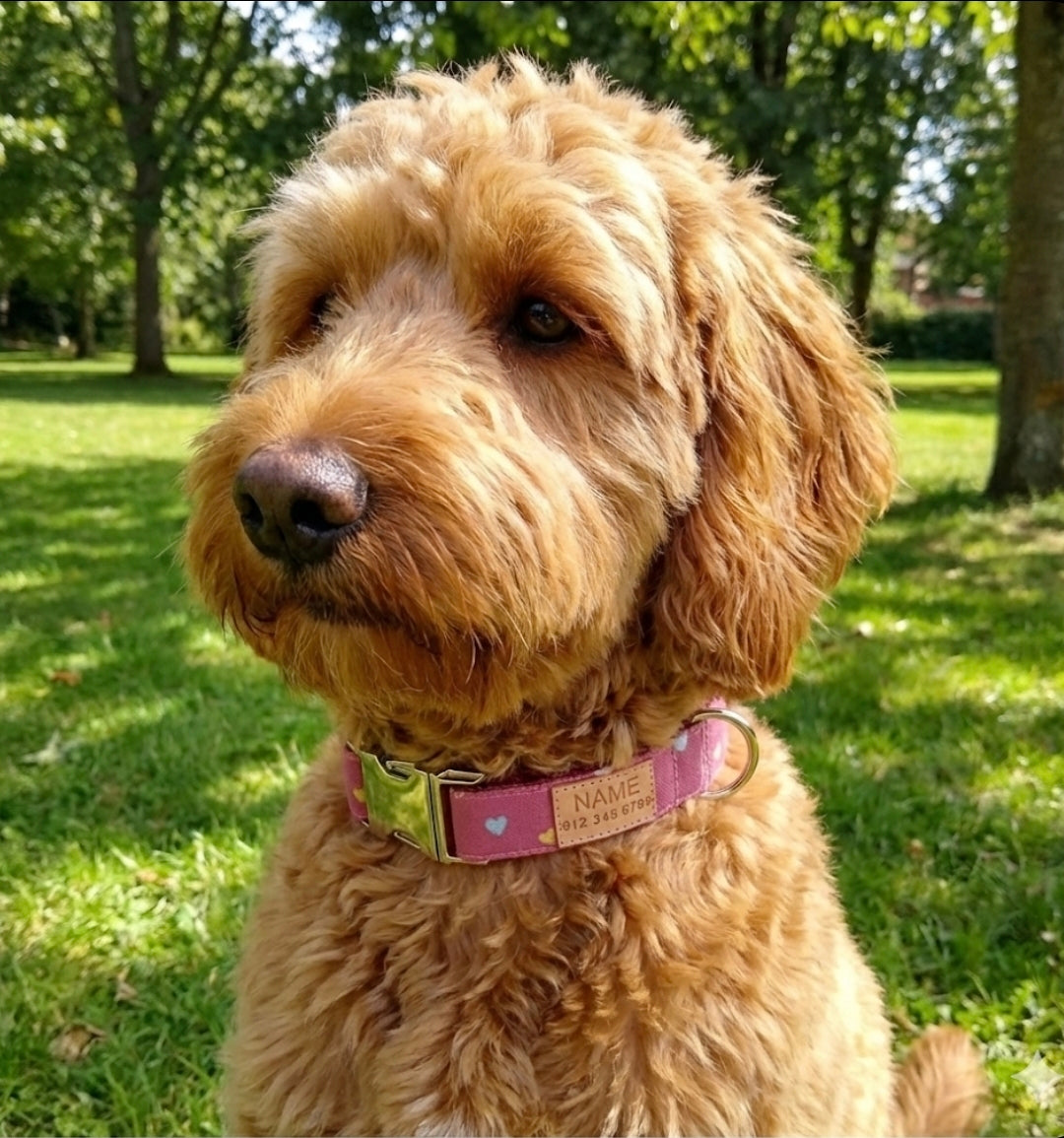Rose Hearts Dog Collar