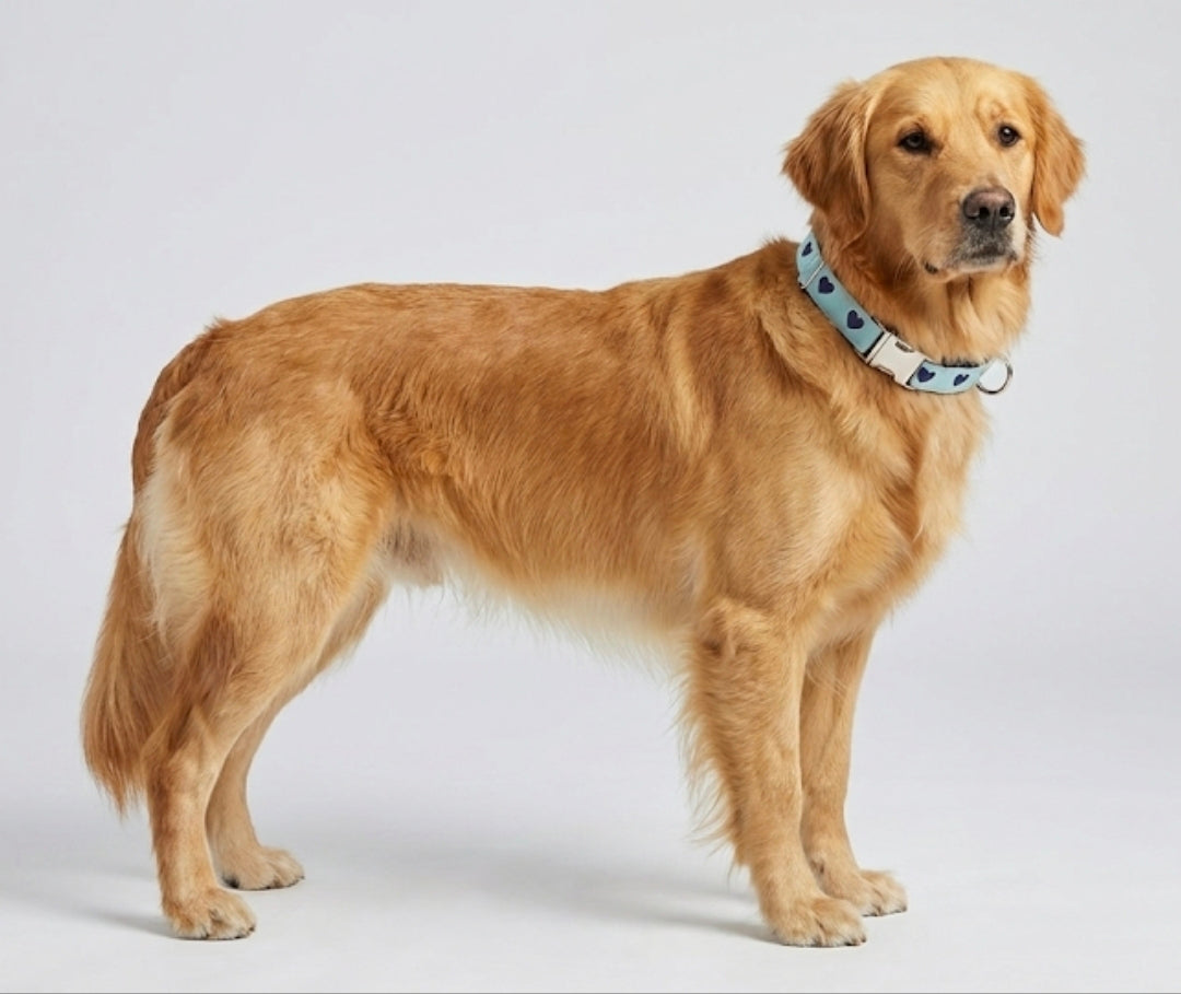 Navy Hearts on Mint Dog Collar