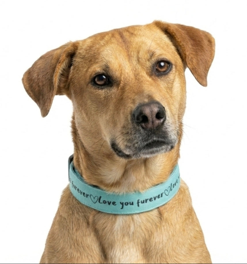'Love You Furever' Dog Collar