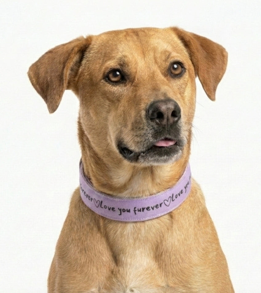 'Love You Furever' Dog Collar