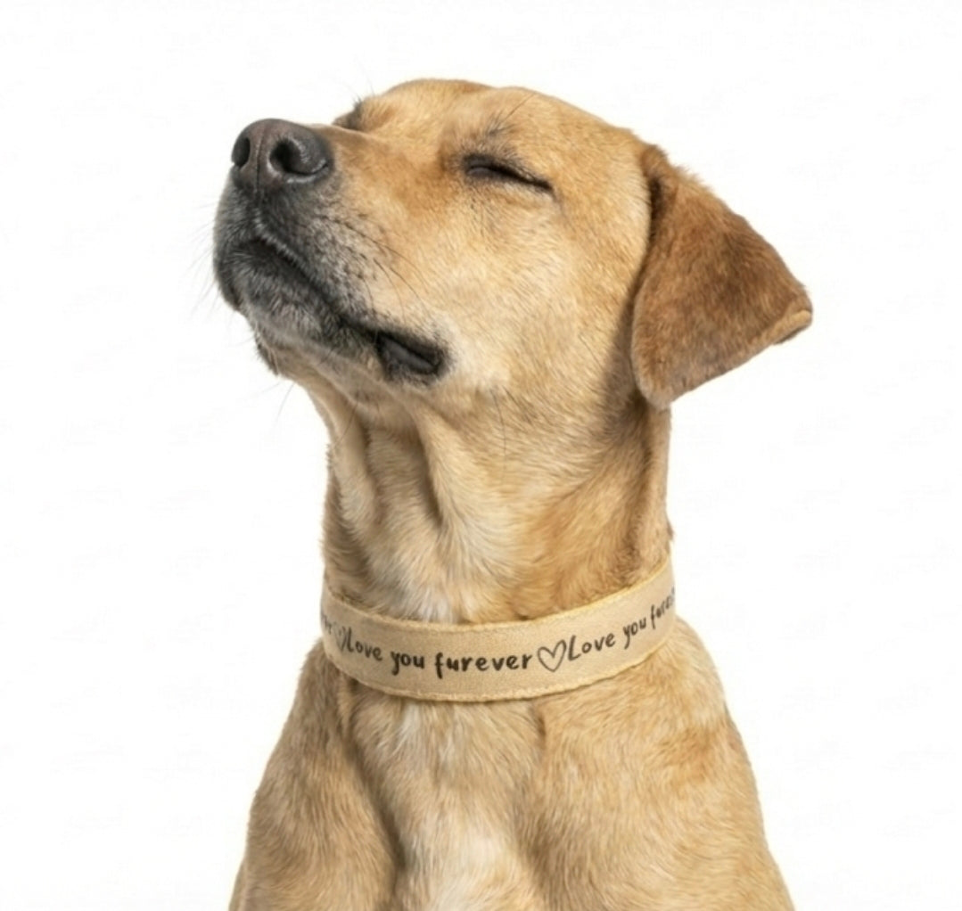 'Love You Furever' Dog Collar