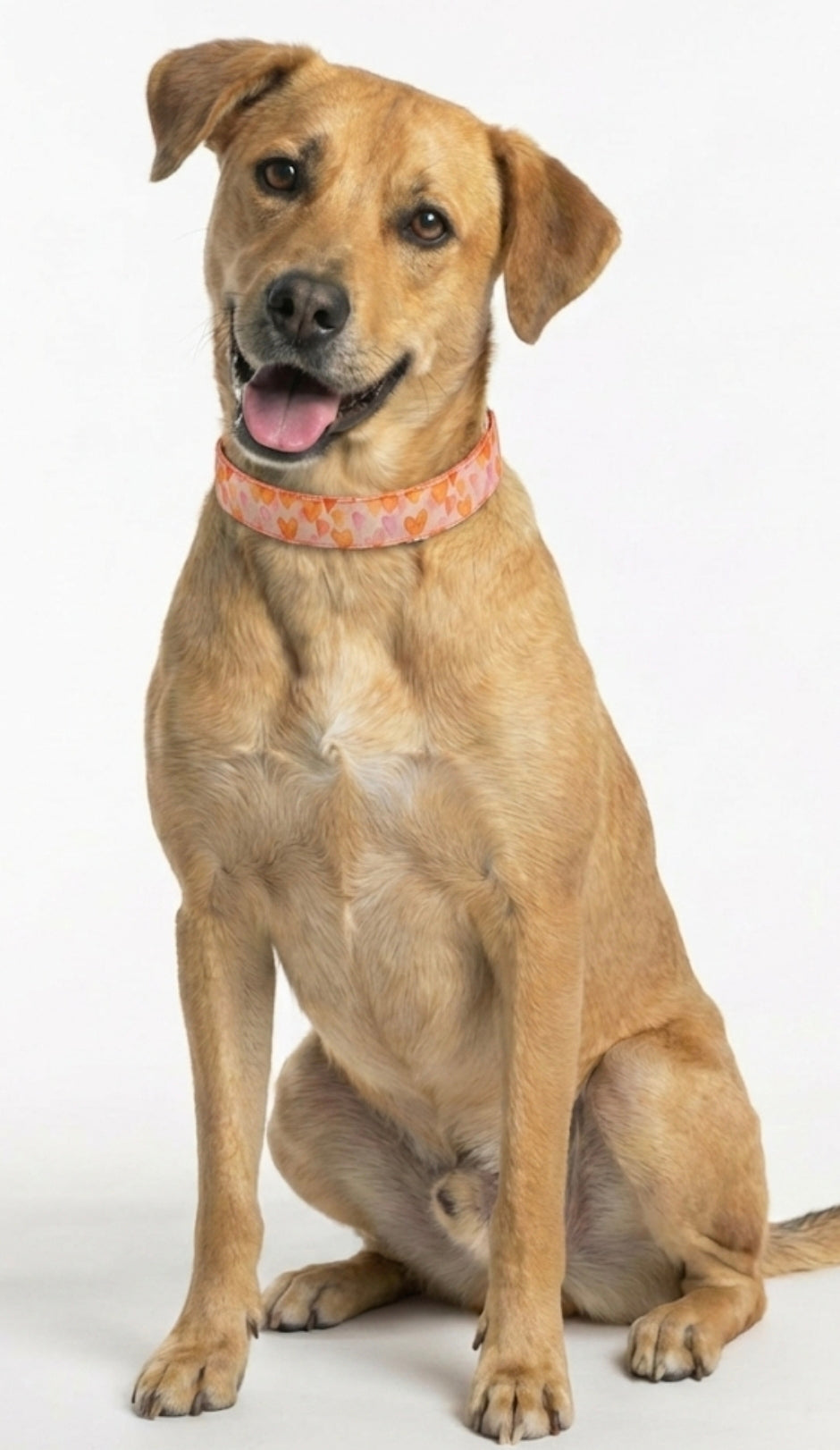 Orange Hearts Dog Collar