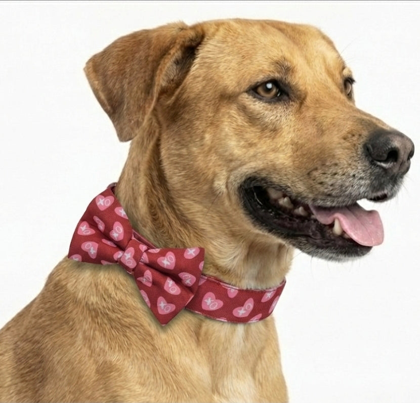 XOXO Over-the-collar Dog Bow