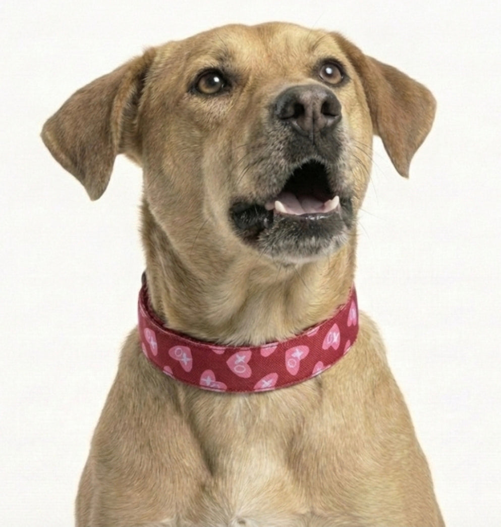 XOXO Dog Collar