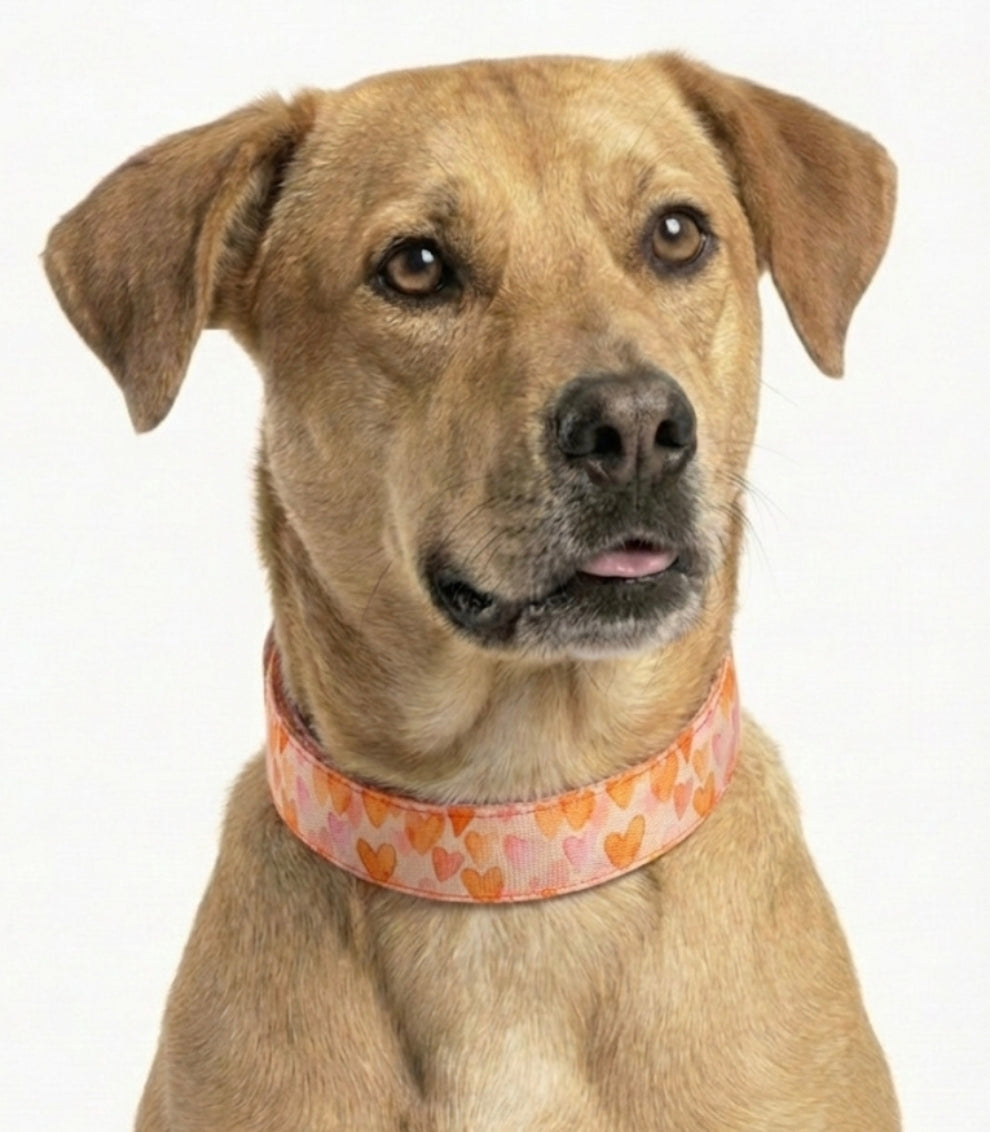 Orange Hearts Dog Collar
