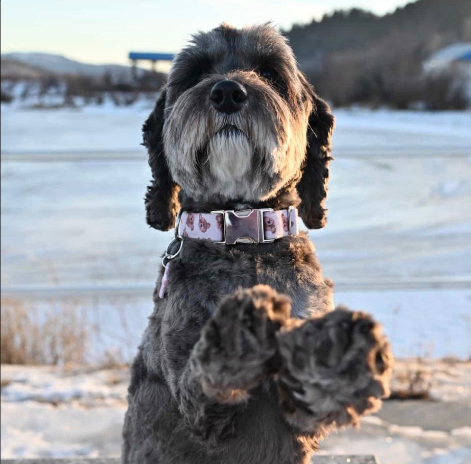 Teddy Bear Dog Collar