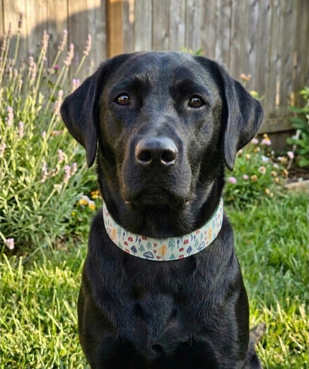 Sage Forest Dog Collar